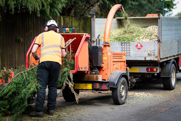 Best Tree Cutting Near Me  in USA